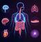 Sua Maestà il Microbiota