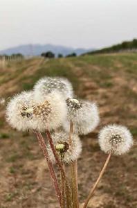 Scelte coerenti per l'ecologia italiana