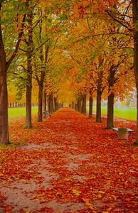 Viale_d_autunno.jpg